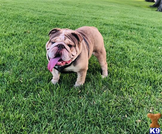 English Bulldog dog